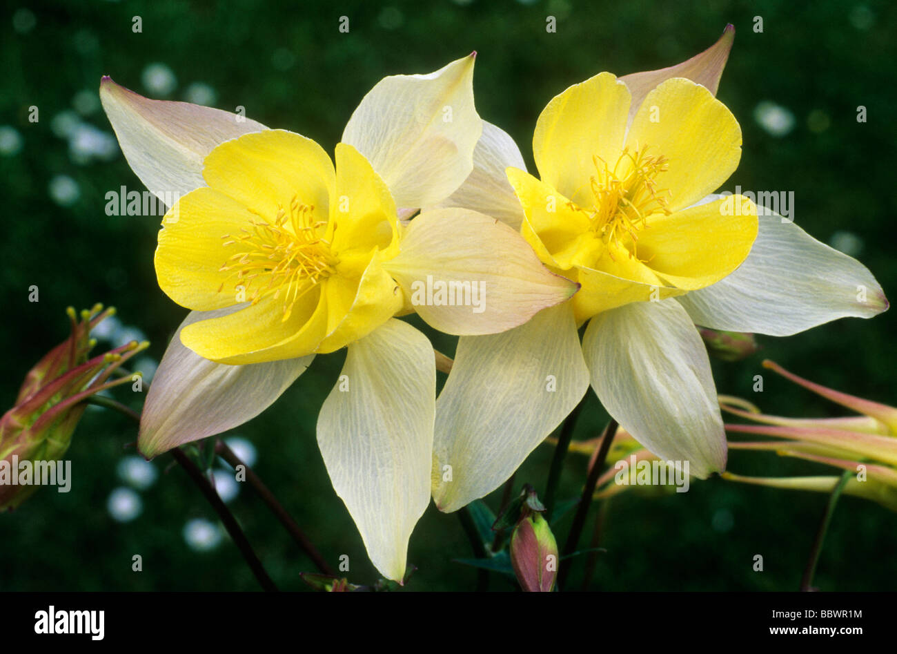 Aquilegia chrysantha 'Yellow Queen', flower flowers garden plant plants columbine aquilegias Stock Photo