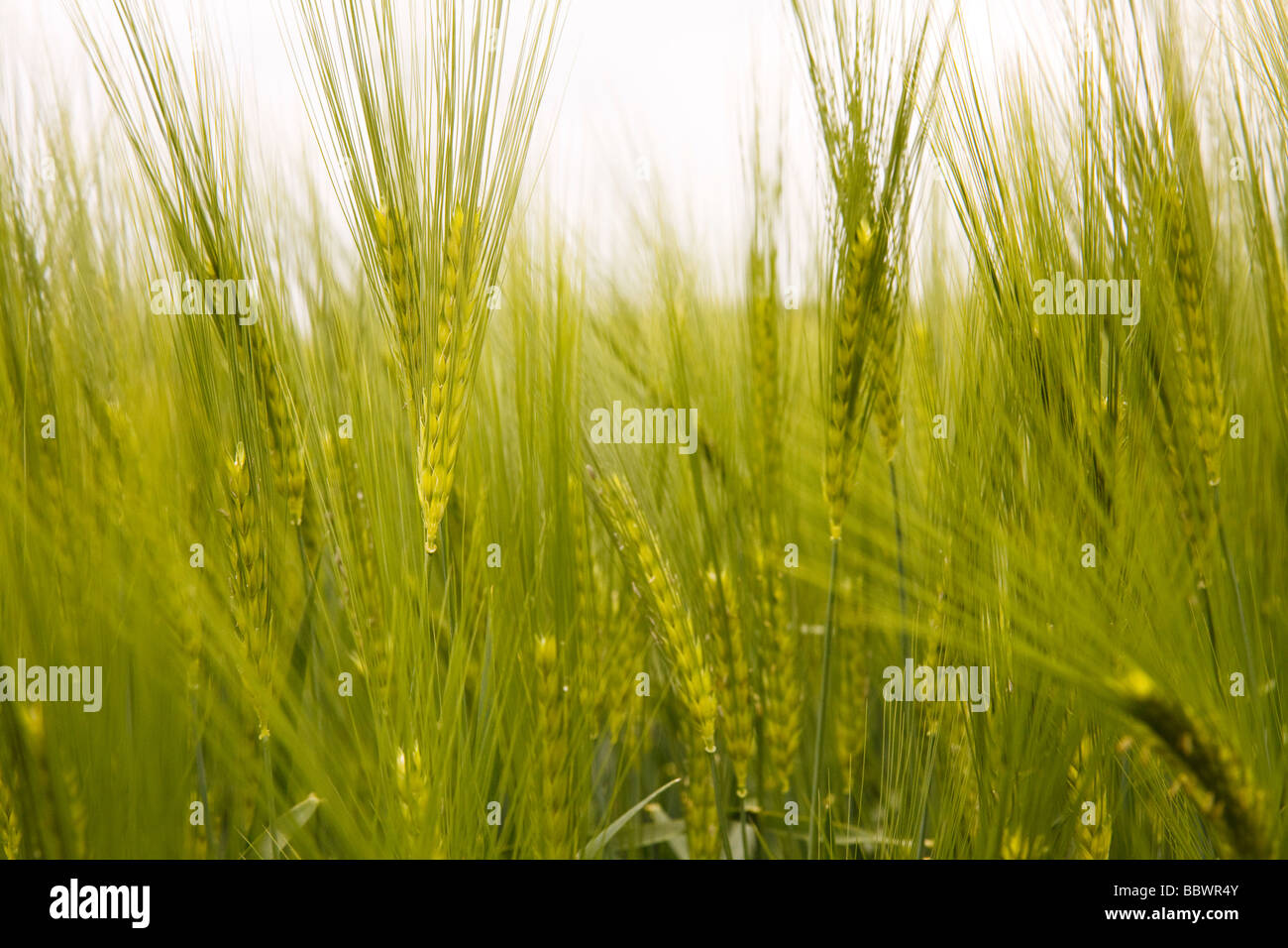 Field corn green grasses hi-res stock photography and images - Alamy