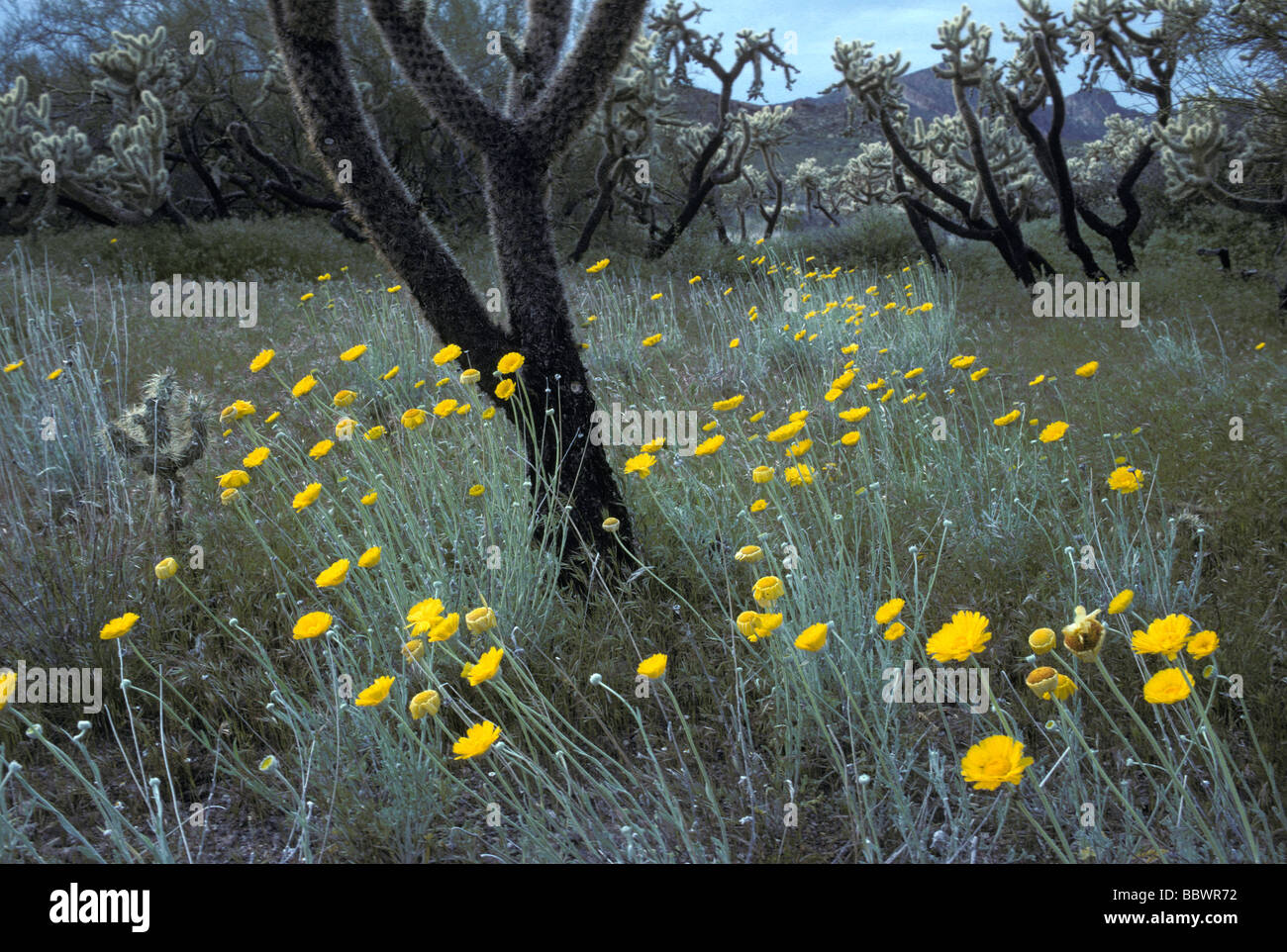 A forest of cholla cactus in the Superstition Mountains of central Arizona Stock Photo