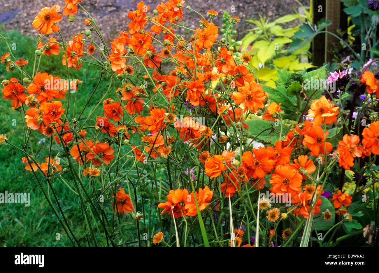 Geum 'Prinses Juliana' orange flower flowers garden plant plants geums Stock Photo