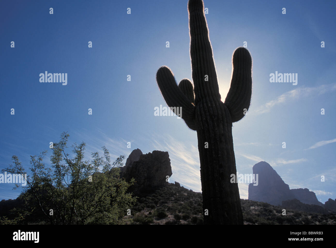 Saguaro cactus with the Weavers Needle in the background in the Superstition Mountains of central Arizona Stock Photo