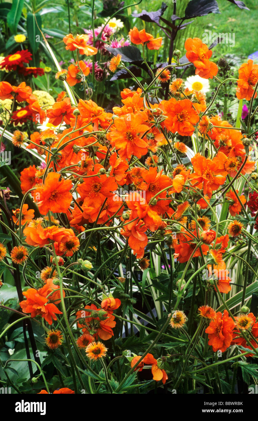 Geum 'Prinses Juliana' orange flower flowers garden plant plants geums Stock Photo