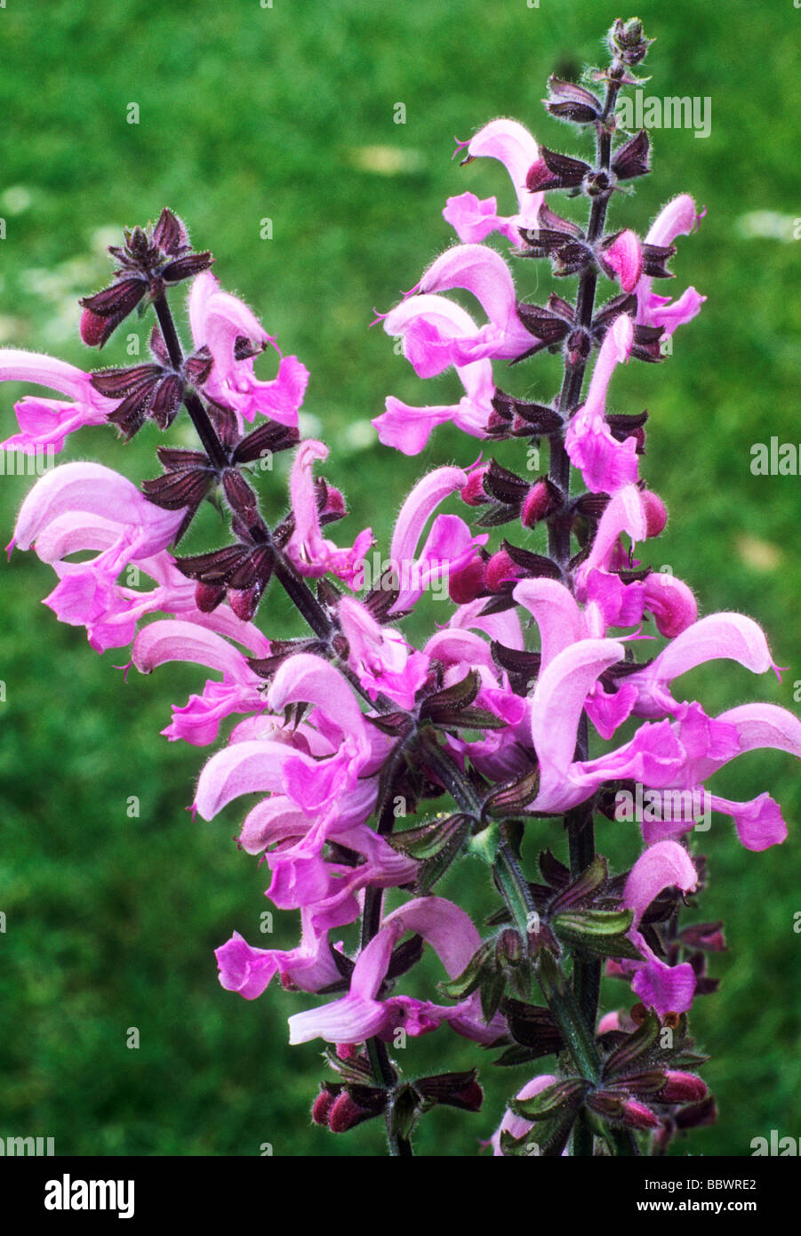 Salvia pratensis 'Pink Delight', sage sages flower flowers garden plant