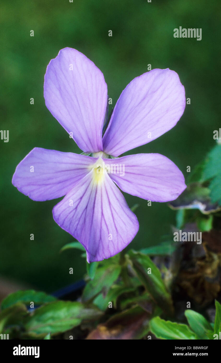 Viola 'Belmont Blue' syn V. 'Boughton Blue' flower flowers garden plant plants Stock Photo