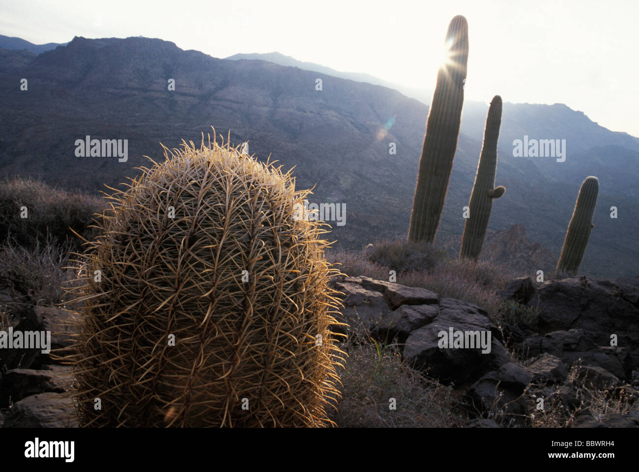 Cactus and setting sun in the Superstition Mountains of central Arizona Stock Photo