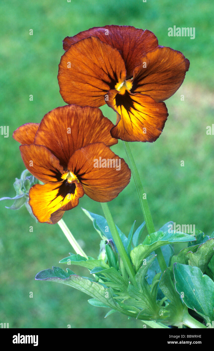 Viola 'Irish Molly', brown flower flowers garden plant plants Stock Photo