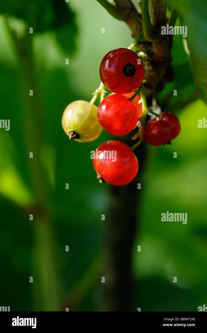 Stock photo of recurrant berries growing on the shrub Stock Photo