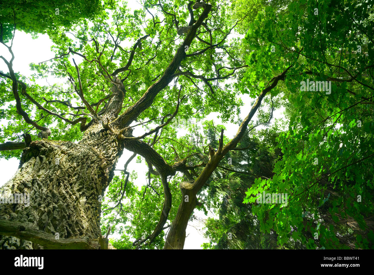 Mighty oak in the forest Mazury Poland Stock Photo - Alamy
