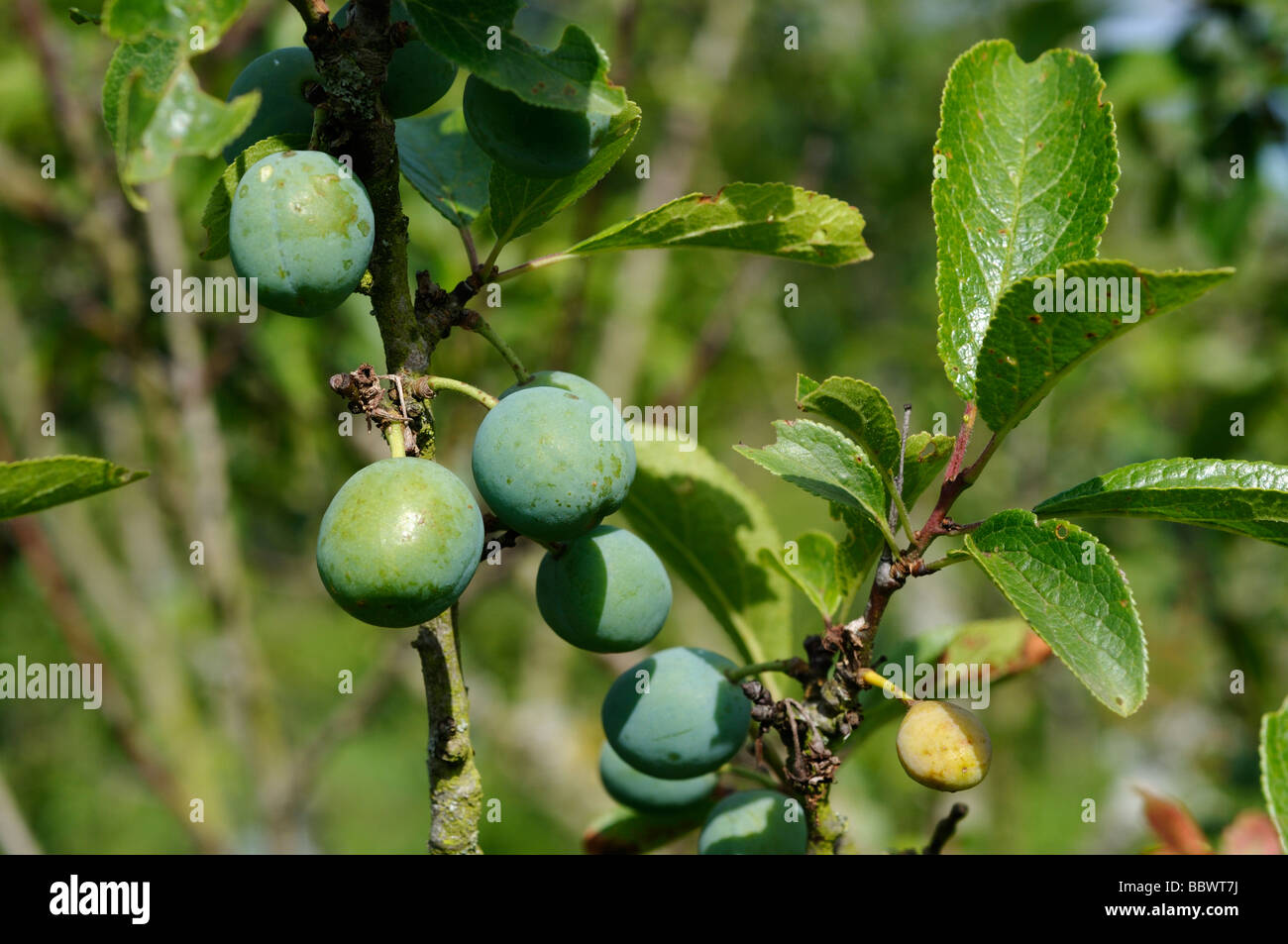 Stock photo of young plums growing on the tree Stock Photo Alamy