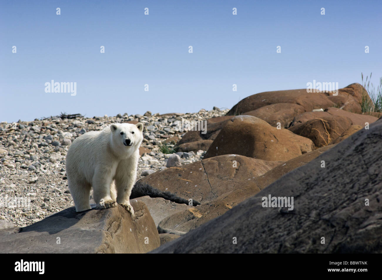 Young female polar bear next to coast in the summer