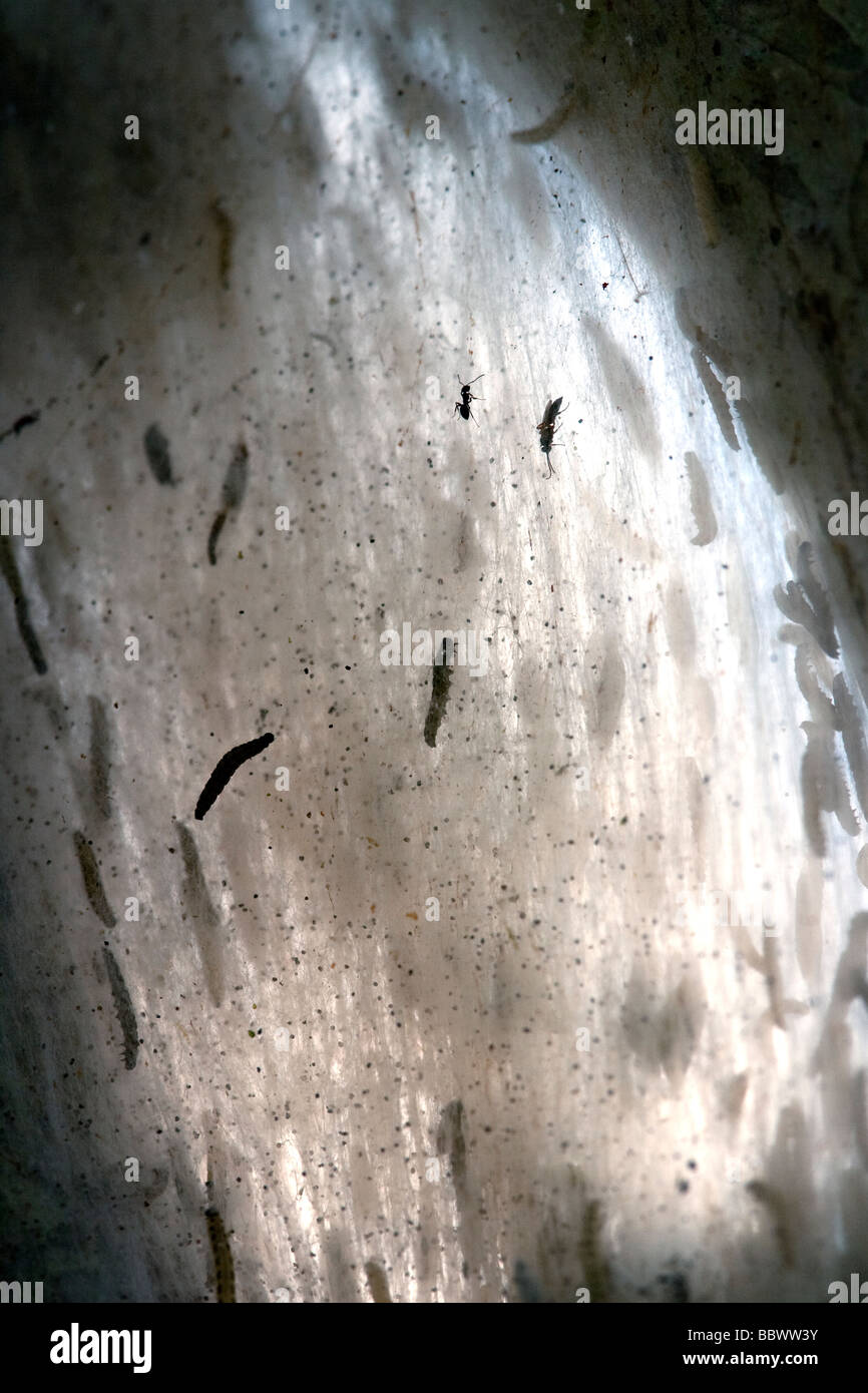 Traubenkirsche Gespinstmotte Bird cherry Ermine Yponomeuta evonymella Bavaria Germany Stock Photo