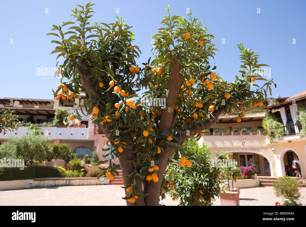 A kumquat tree at Porto Cervo Sardinia Stock Photo