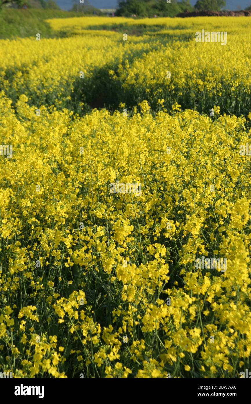 oil seed rape fields rapeseed brassica napus Stock Photo - Alamy