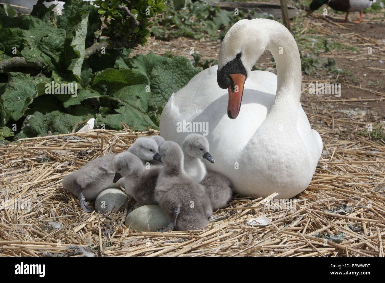 Mute swan Cygnus olor on nest with young Abbotsbury Dorset spring Stock Photo