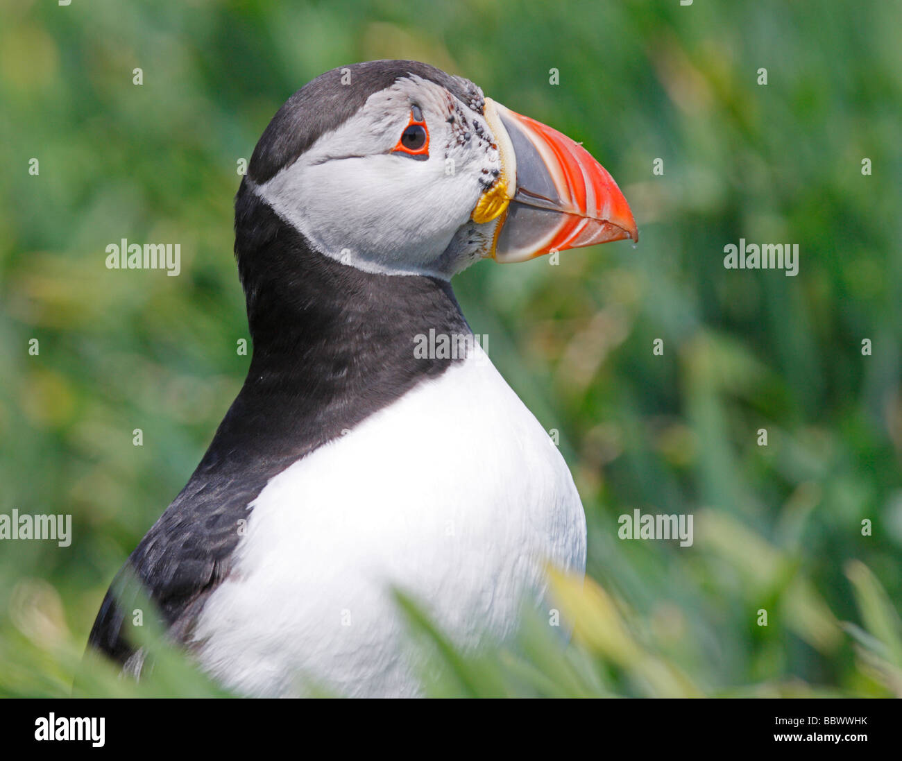 Atlantic Puffin infested with Ticks around its face. Stock Photo