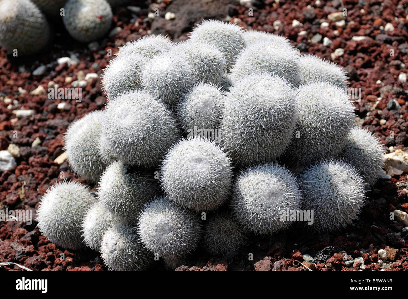 mammillaria geminispina cactus Stock Photo