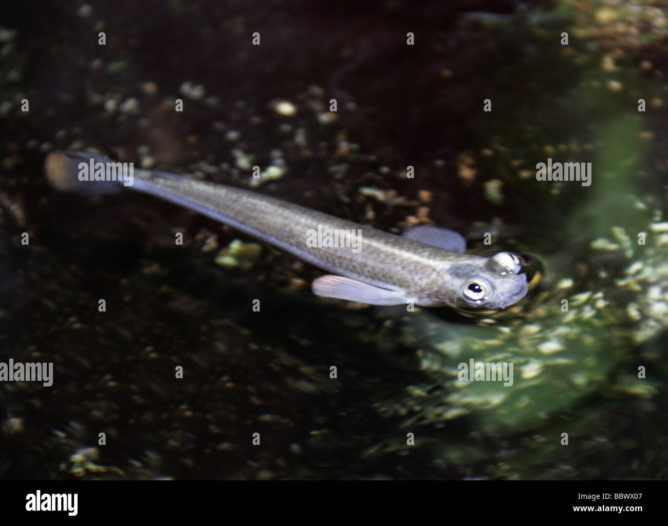 Largescale Foureyes or Four-eyed Fish, Anableps anableps, Anablepidae Stock Photo