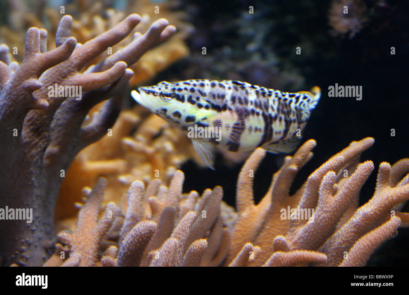 Black and White Spotted Tropical Reef Fish Stock Photo Alamy