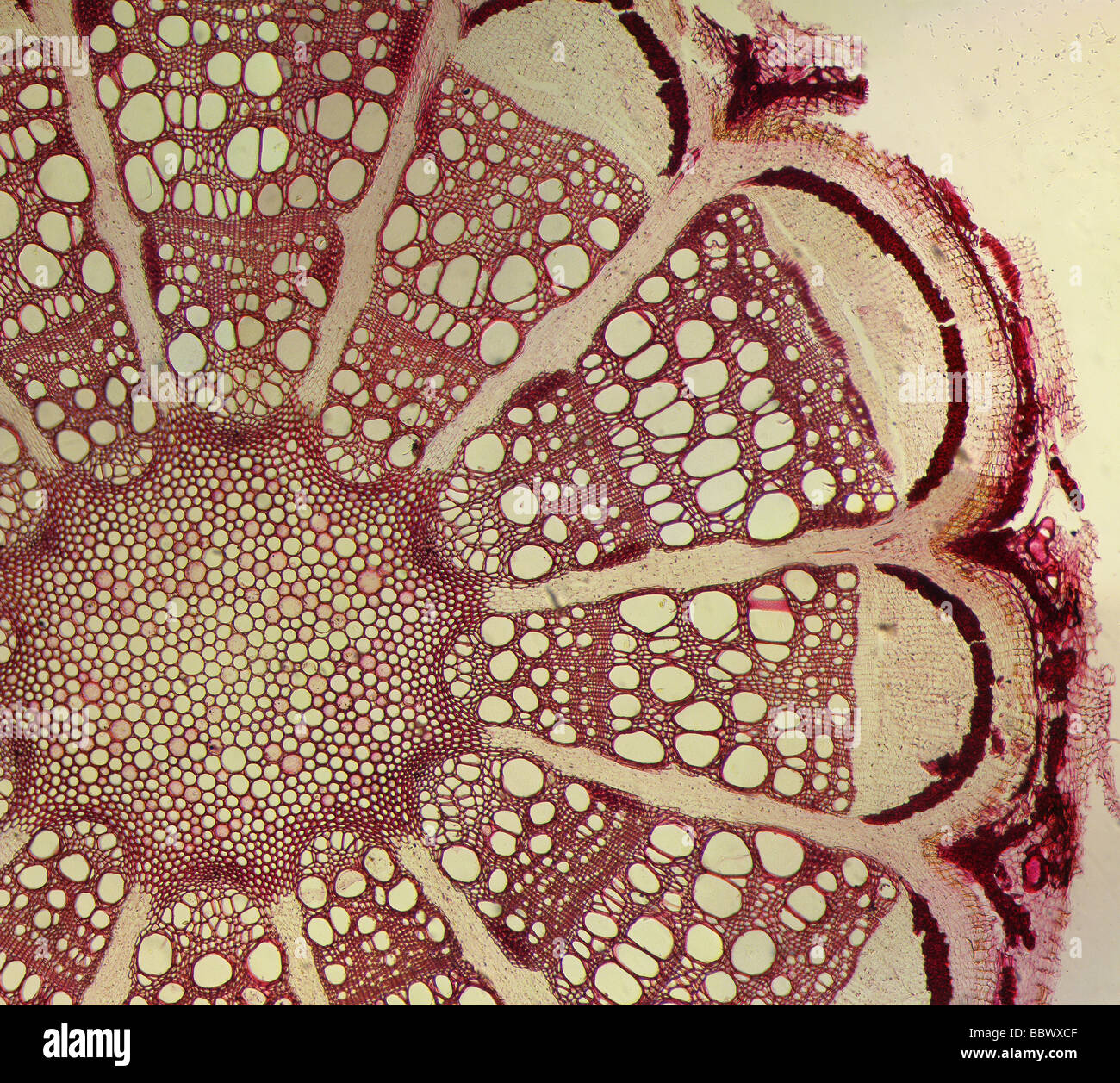 microphotograph of a stained clematis plant stem cross section slide through a microscope Stock Photo