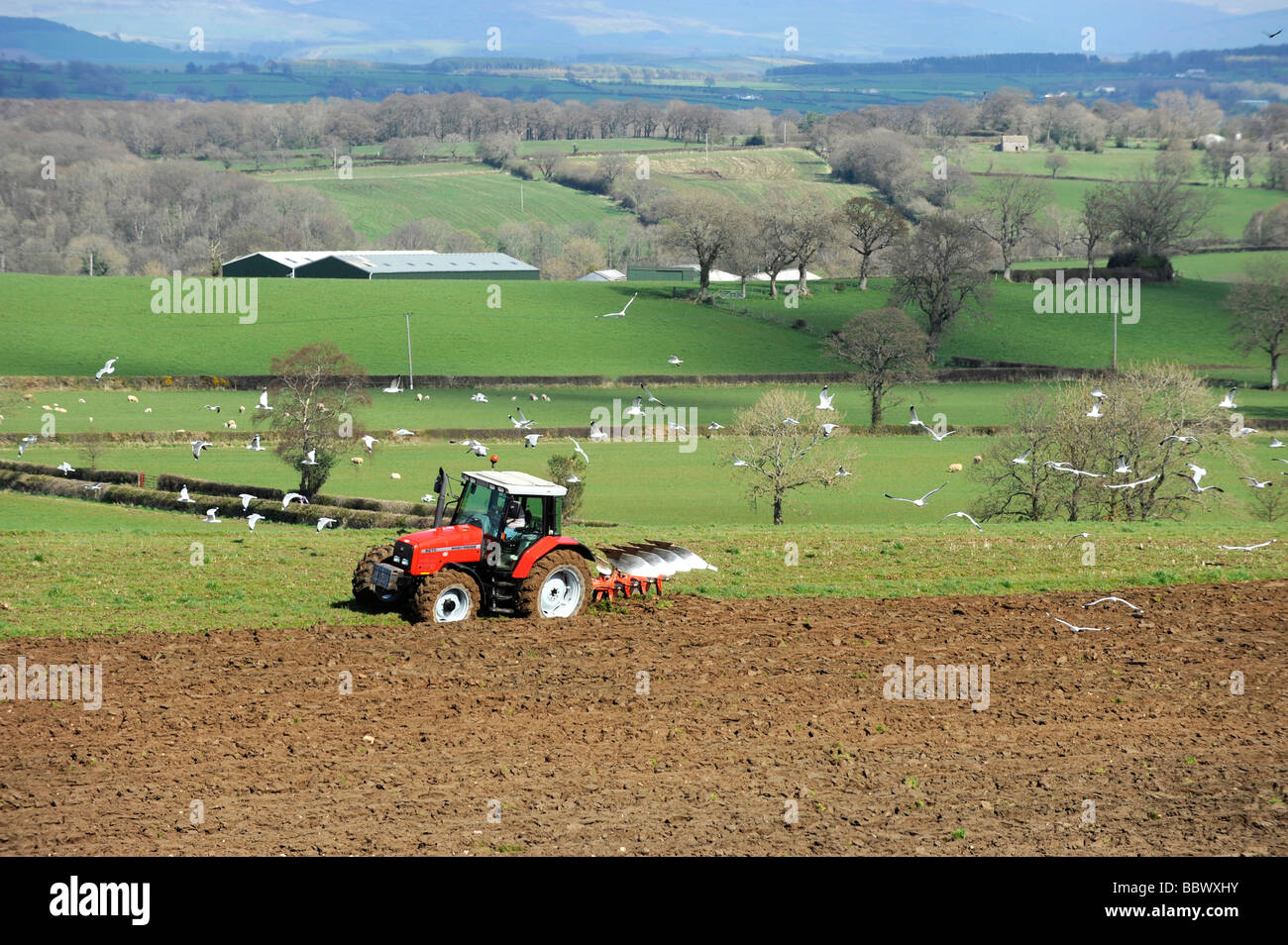 Massey Ferguson tractor ploughing Stock Photo