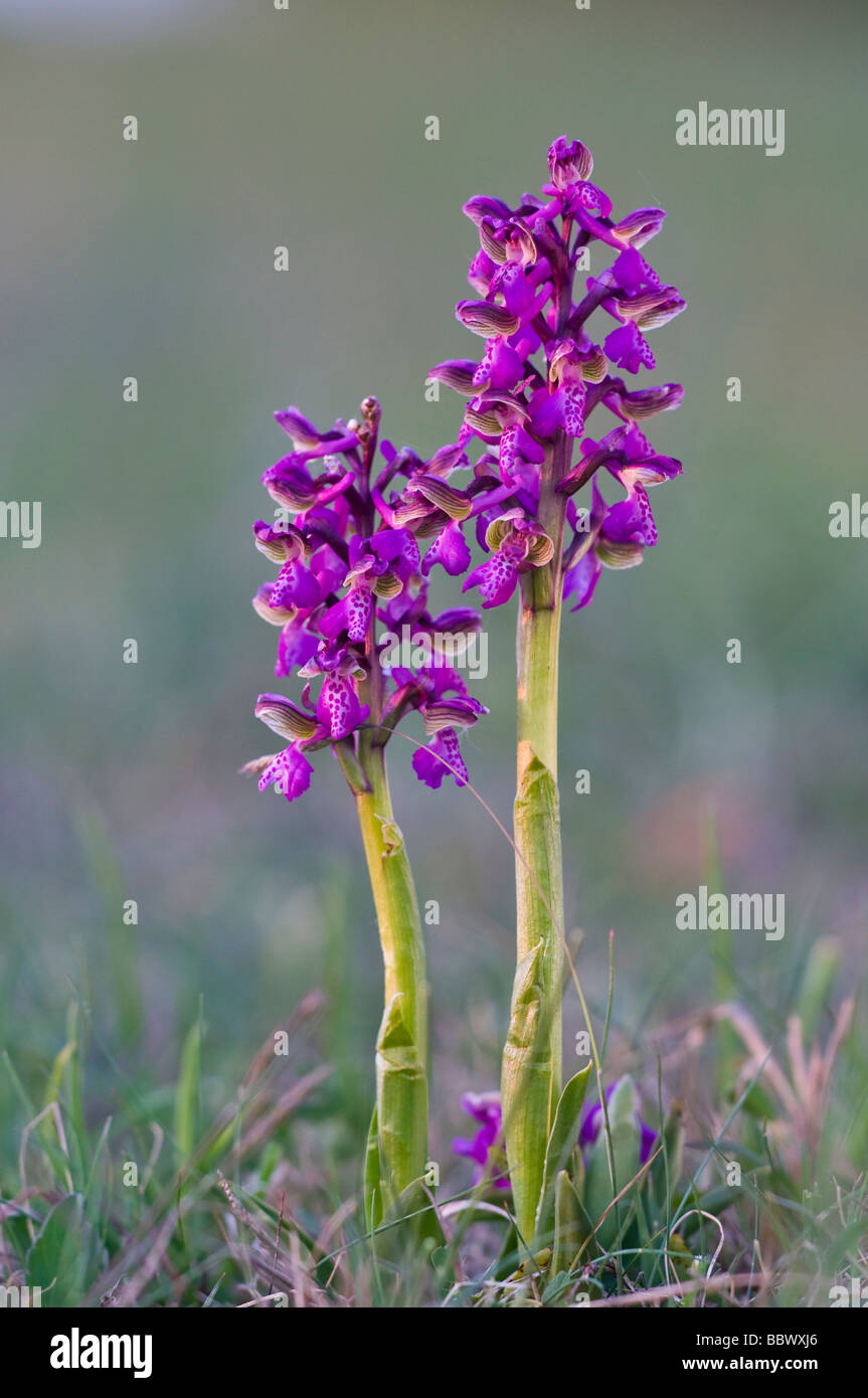 Green-winged Orchid or Green-veined Orchid (Orchis morio) Stock Photo