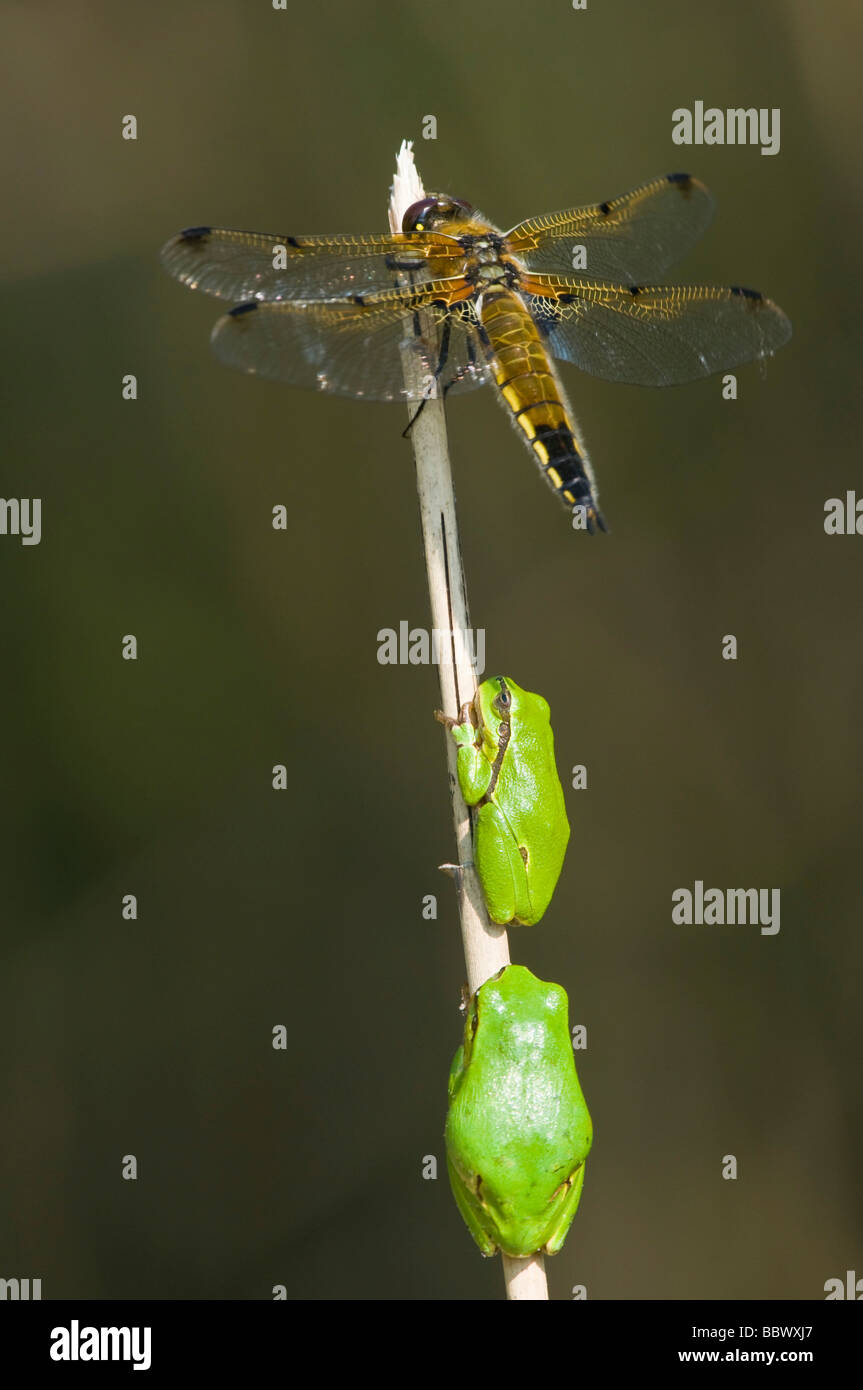 Dragonfly with tree frogs, Four-spotted Chaser, darters or meadowhawks (Libellula quadrimaculata), European tree frog (Hyla arb Stock Photo