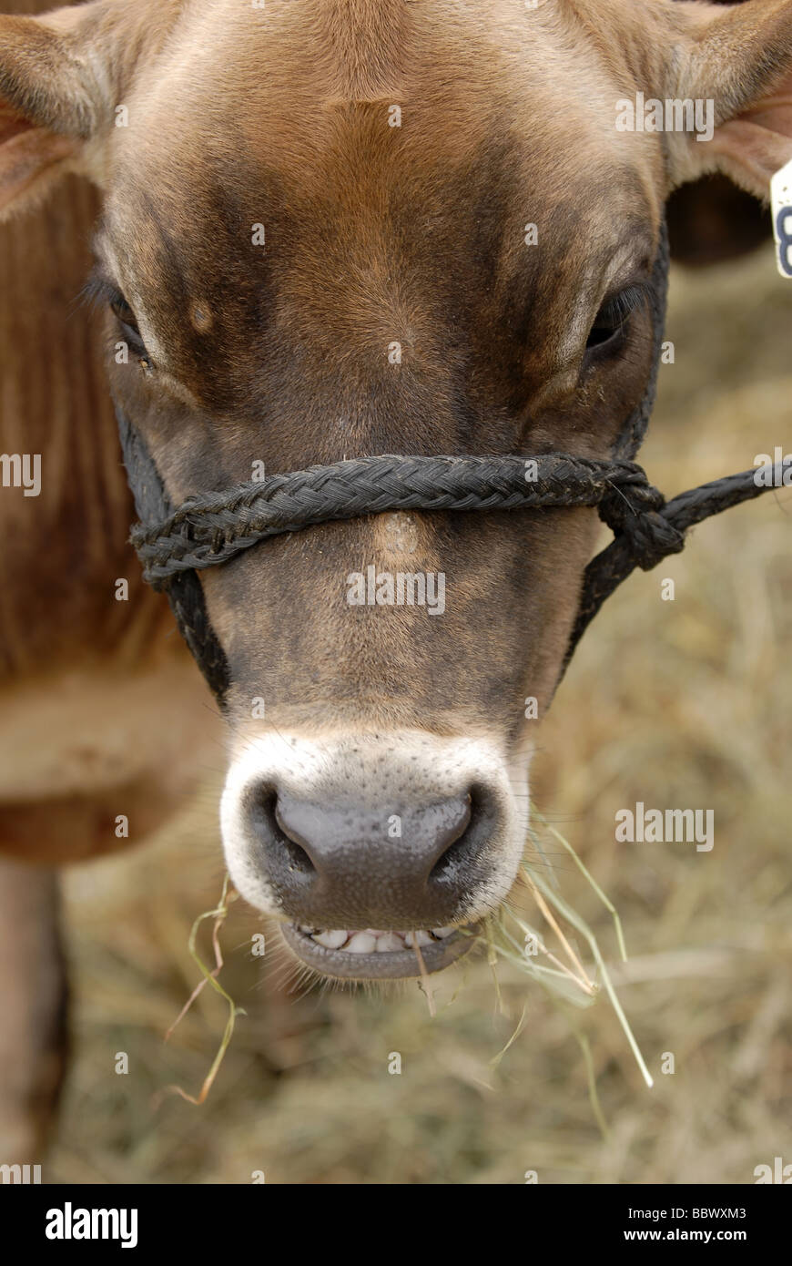 Large brown cattle chewing on straw Stock Photo Alamy