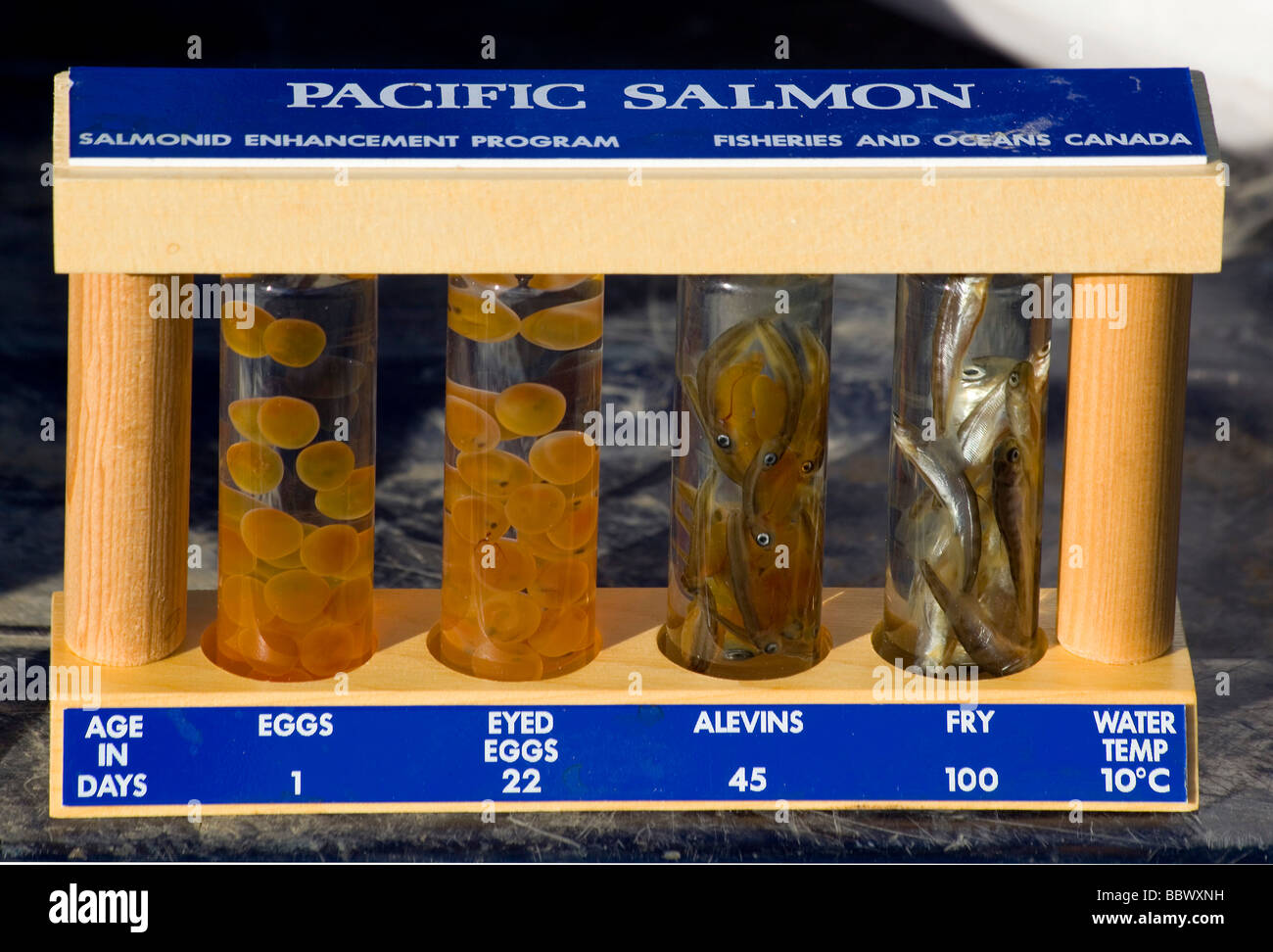 Display for the development of Salmon eggs or fry, Yukon Outdoor School Program, Department of Fisheries and Oceans, DFO, McInt Stock Photo