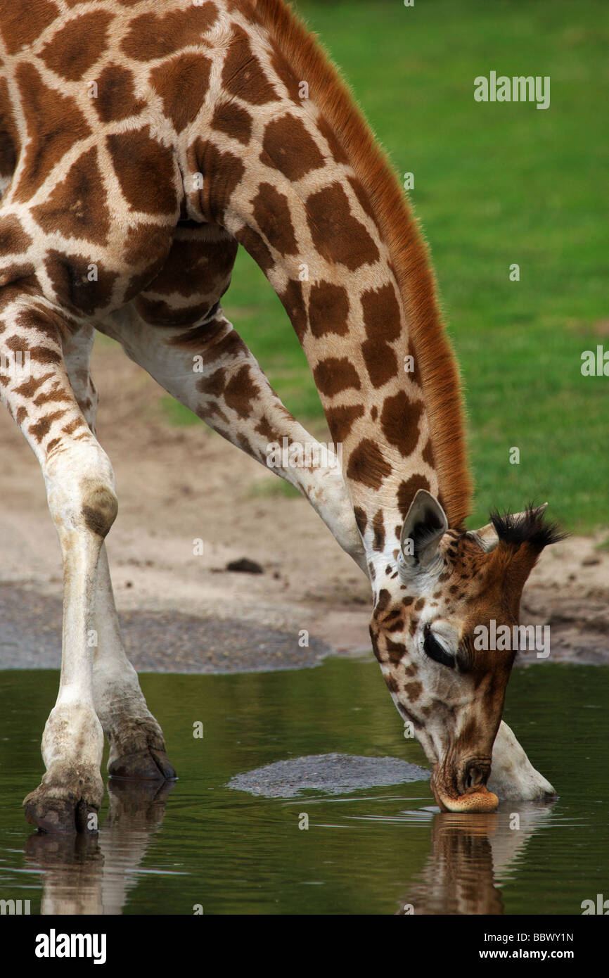 Young Rothschild Giraffe drinking out of a puddle Stock Photo