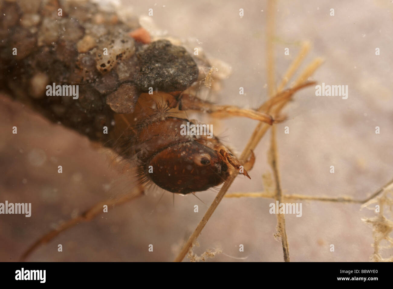 Caddifly larva (Trichoptera spec) Stock Photo