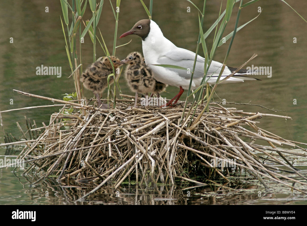 Black-headed gull (Larus ridibundus), with chicks in the nest Stock ...
