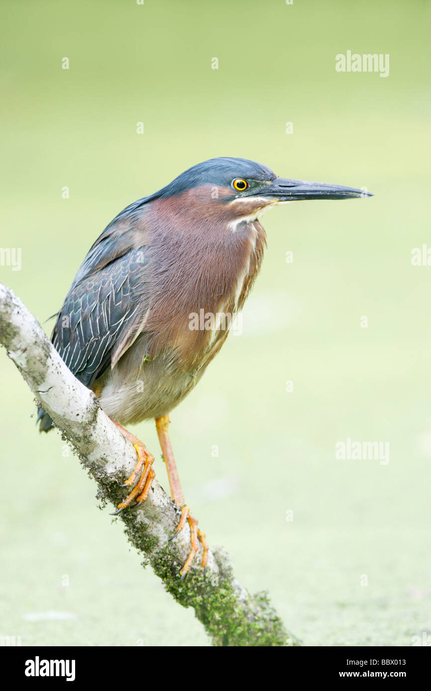 Green Heron - Vertical Stock Photo