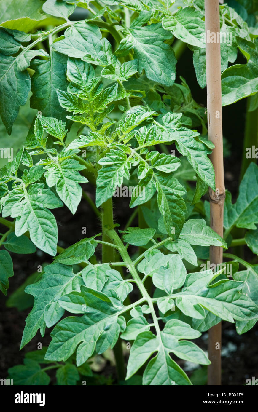Young tomato plant growing in tub Stock Photo Alamy