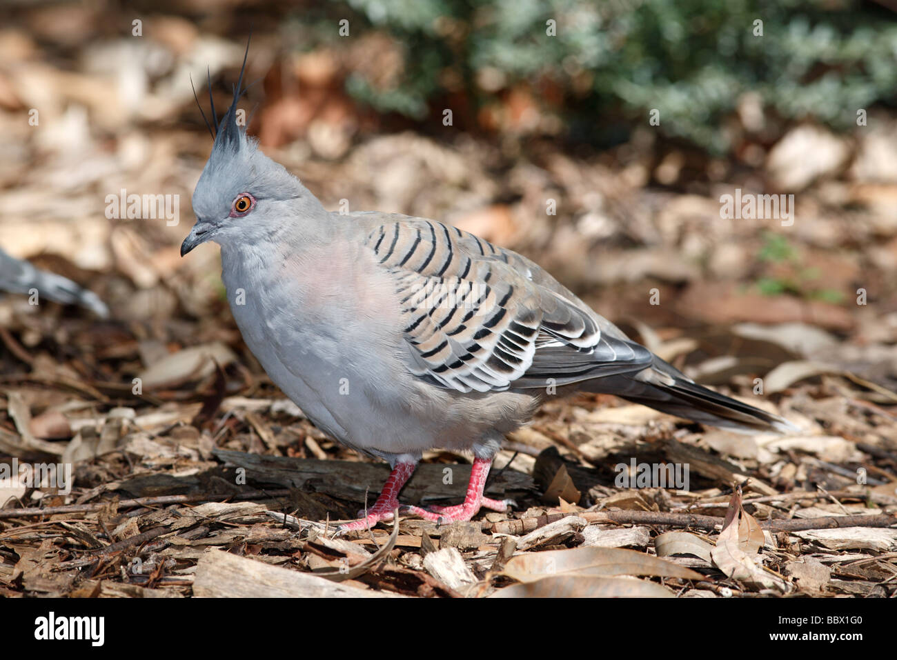 Australian native pigeon hi-res stock photography and images - Alamy