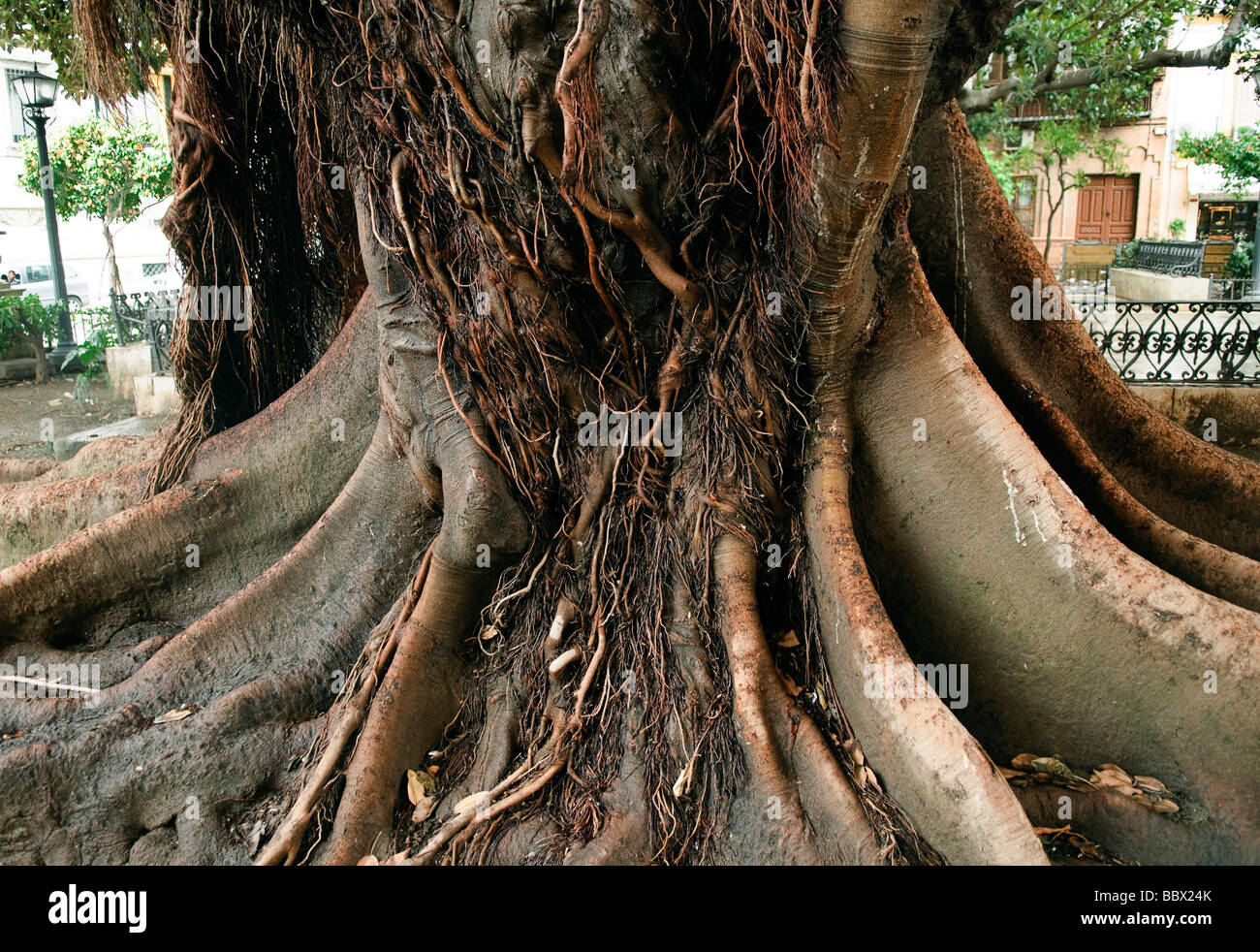 trunk of a rubber tree ficus elastica in Sevilla Andalucia Spain Stock  Photo - Alamy