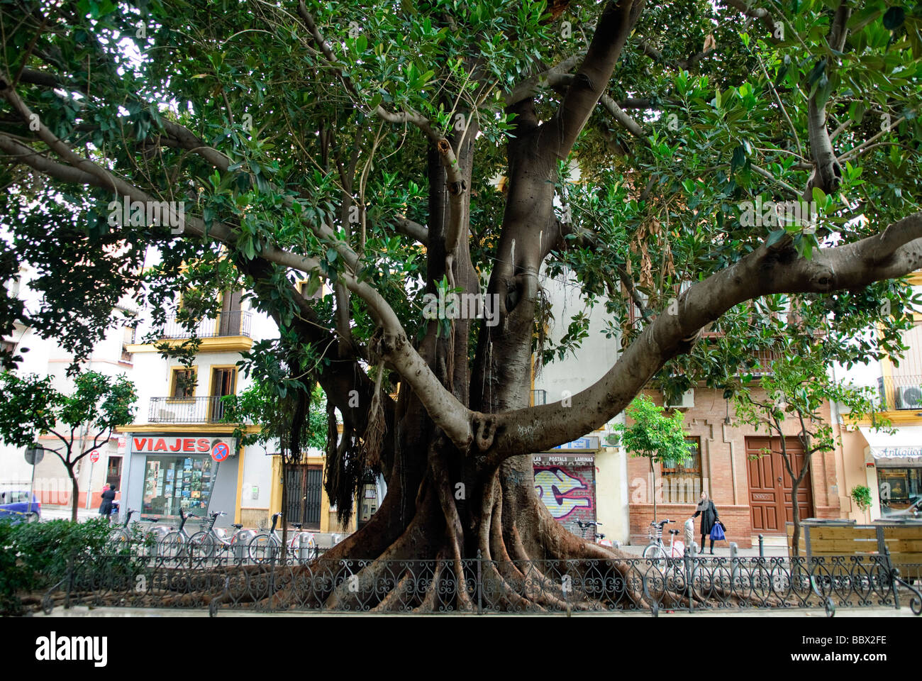 large rubber tree ficus elastica on Plaza del Museo in Sevilla Andalucia  Spain Stock Photo - Alamy