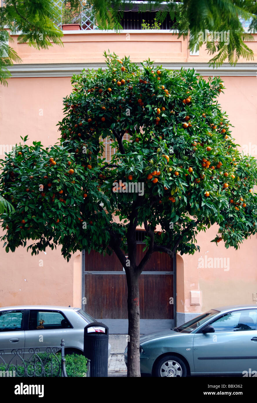 tangerine trees Citrus reticulata in streets around Plaza del Museo in Sevilla Andalucia Spain Stock Photo