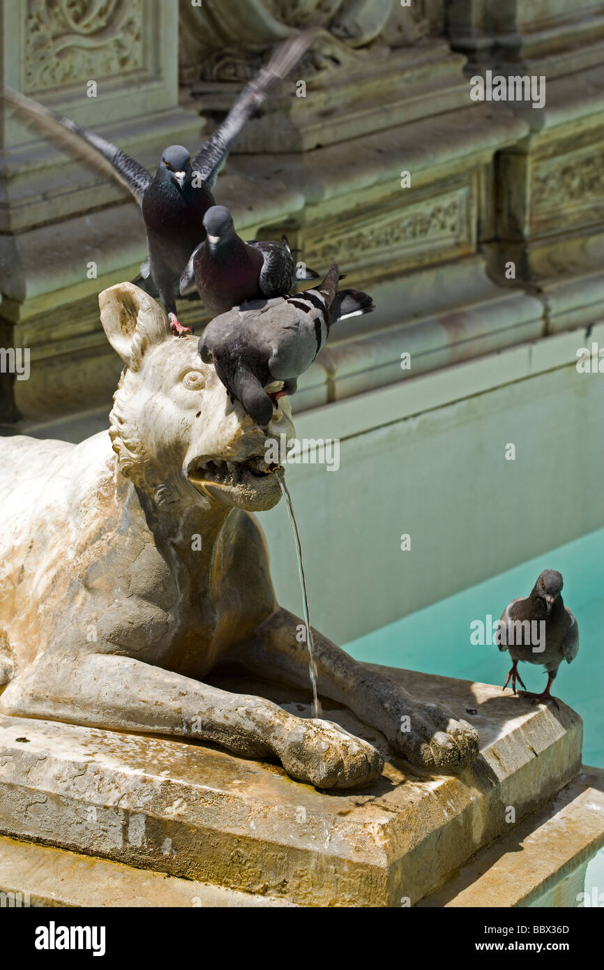 detail of Fonte Gaia with pigeons at Piazza del Campo, Siena, Italy Stock Photo