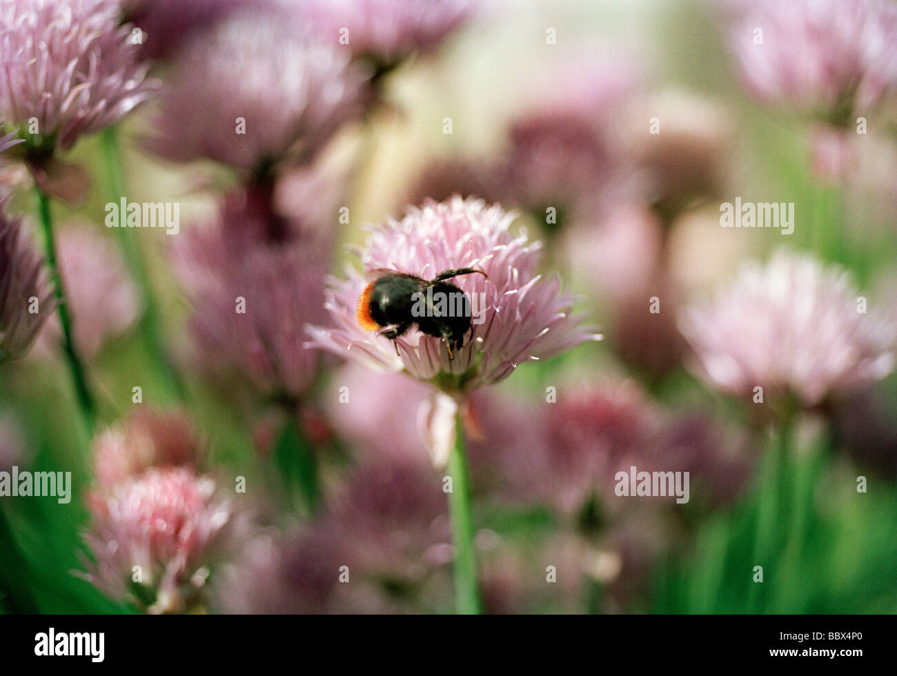 A bumble-bee on a flower in a garden Sweden. Stock Photo