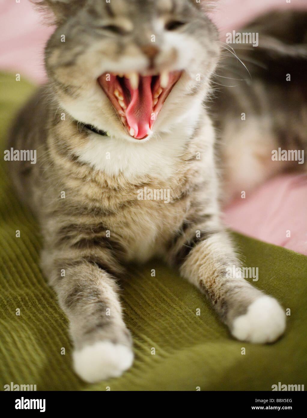 A cat Sweden Stock Photo Alamy