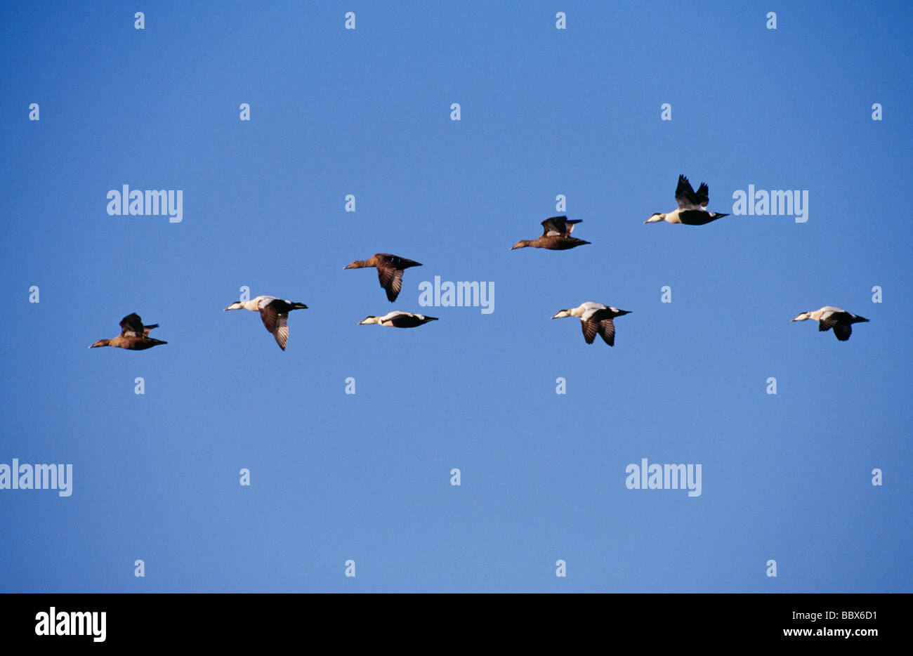 Birds flying in sky Stock Photo - Alamy