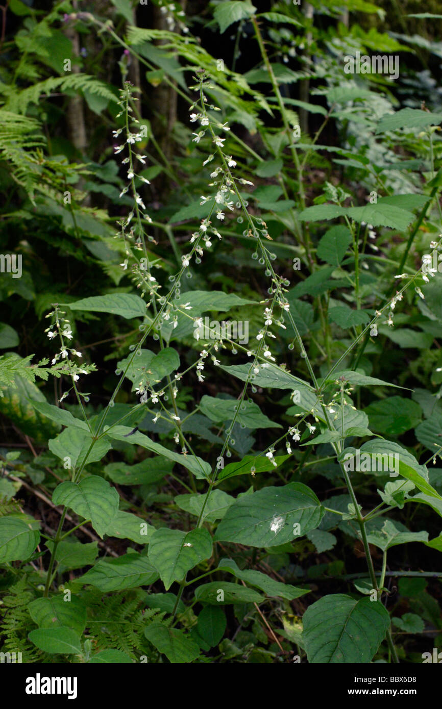 Enchanter s nightshade Circaea lutetiana Onagraceae in woodland UK Stock Photo