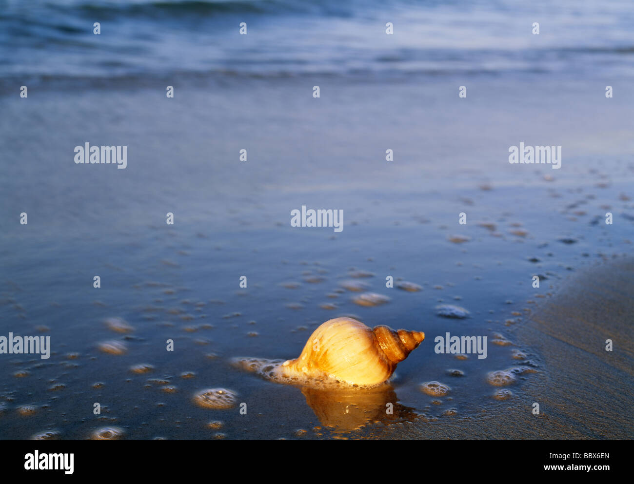 Shell lying hi-res stock photography and images - Alamy