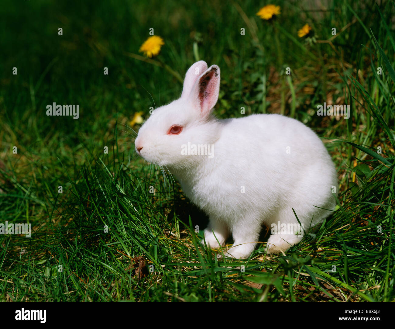 Rabbit on grass side view Stock Photo