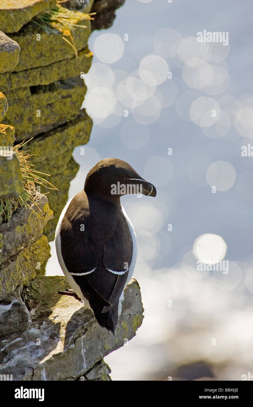 Razor-billed auk sitting on cliff by the sea Iceland. Stock Photo