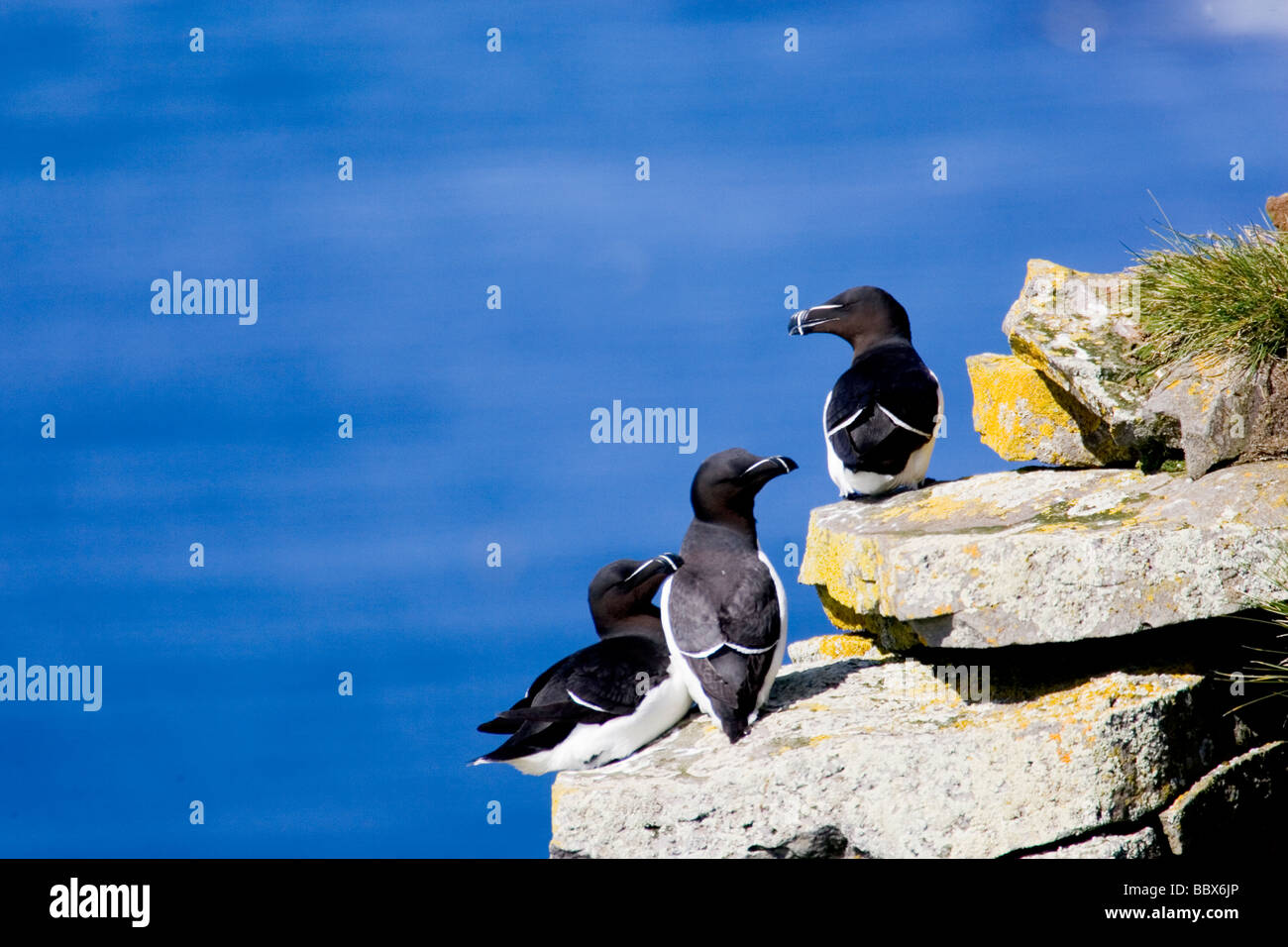 Razor-billed auk sitting on cliff by the sea Iceland. Stock Photo