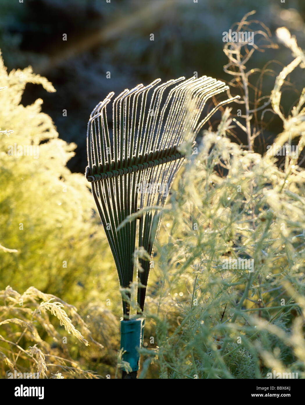 Rake by grass Stock Photo Alamy