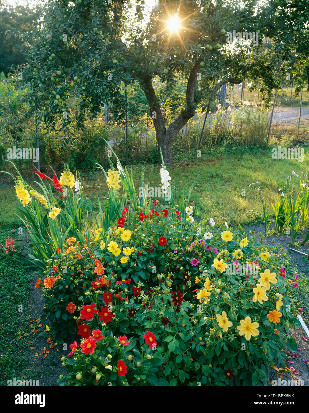 Colourful flowers in garden Stock Photo Alamy