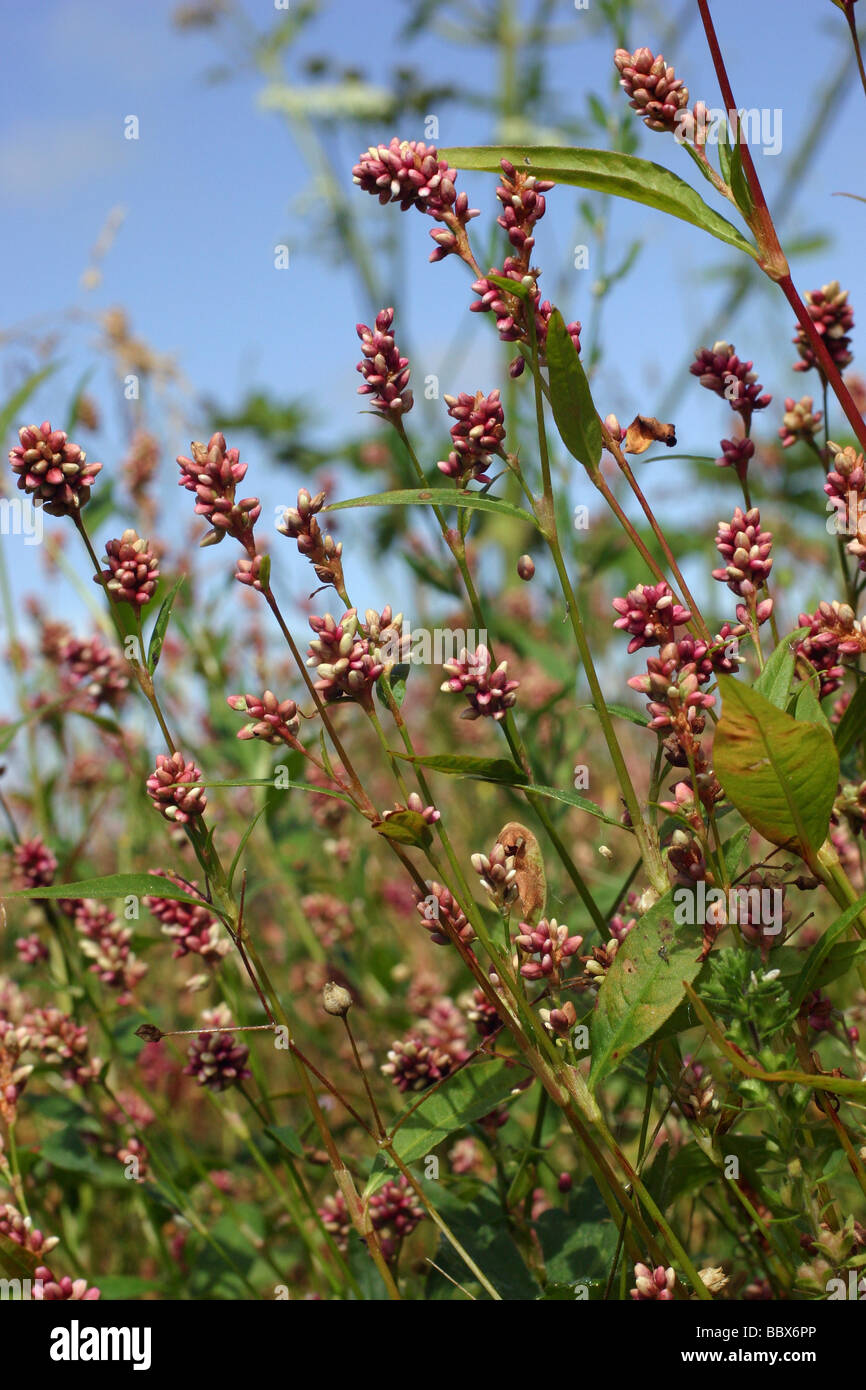 Redshank Persicaria maculosa Polygonaceae UK Stock Photo