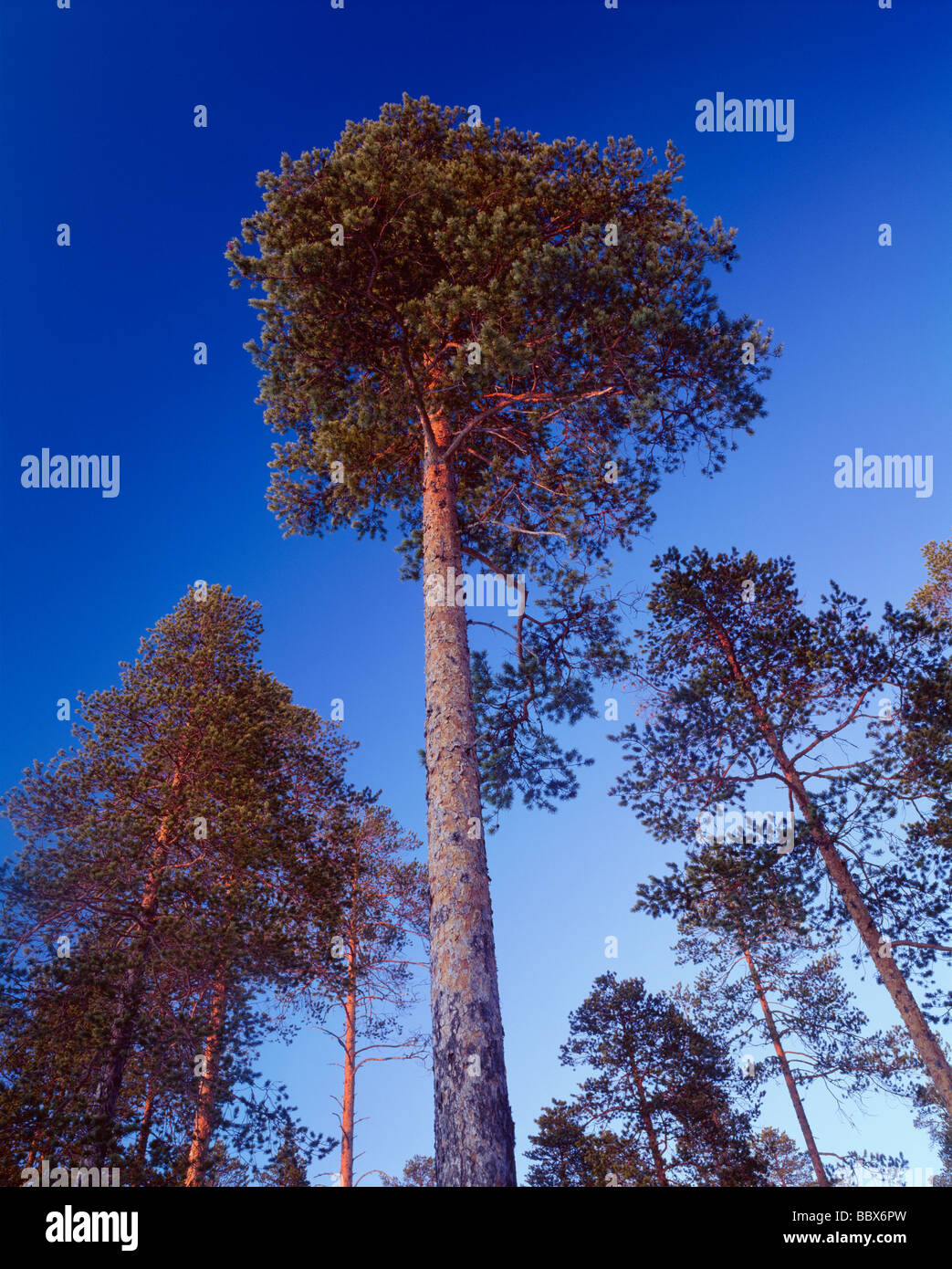 Tall open forests hi-res stock photography and images - Alamy